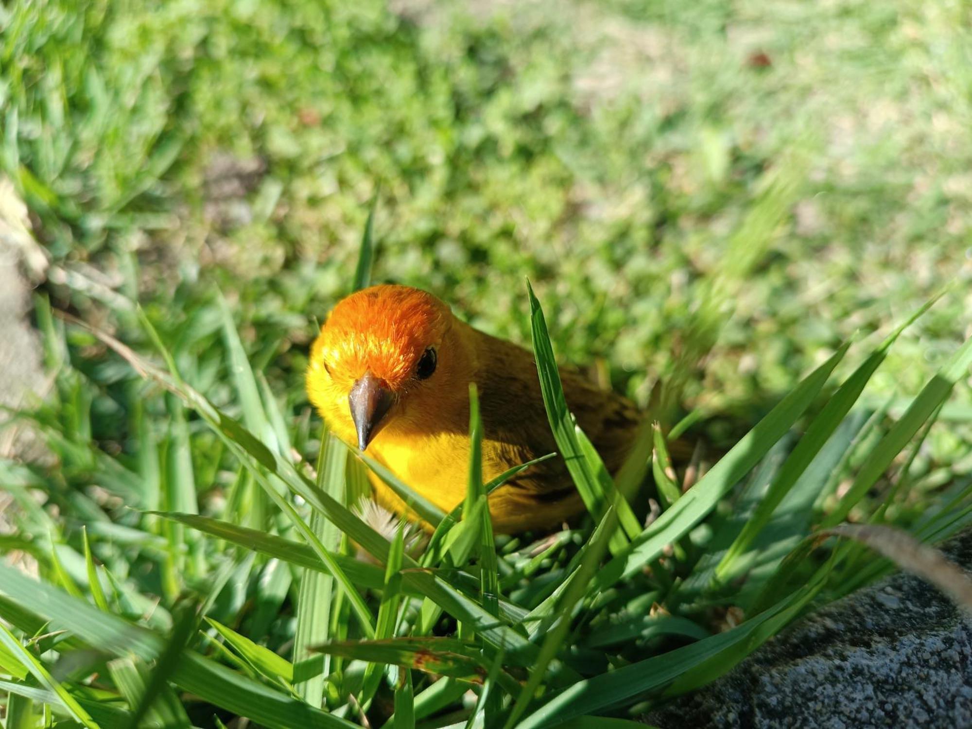Toca dos Coelhos Chalés Carrancas Esterno foto